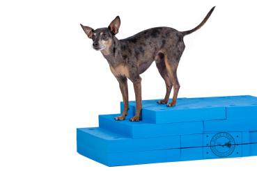 BLOCKS 4 PAWS, blau, 40 x 30 x 5cm